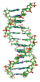 ساختمان DNA