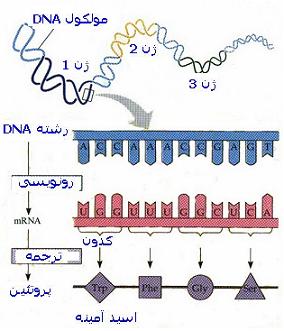 ژنتیک | ژنتیک مولکولی